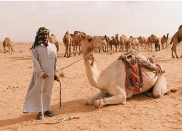 Desert in Saudi Arabia